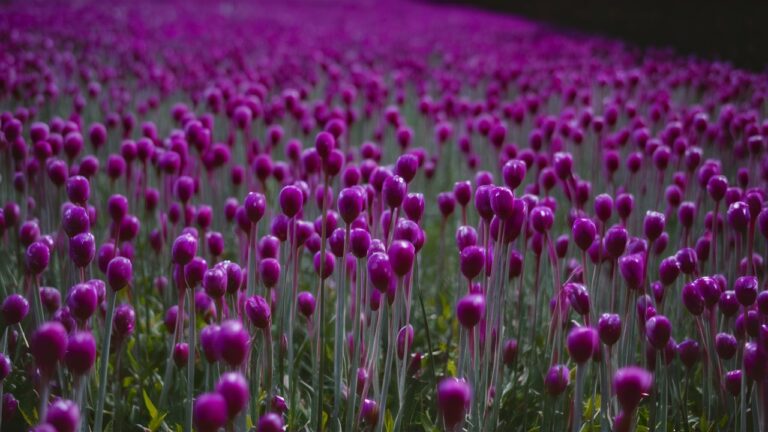 violetness